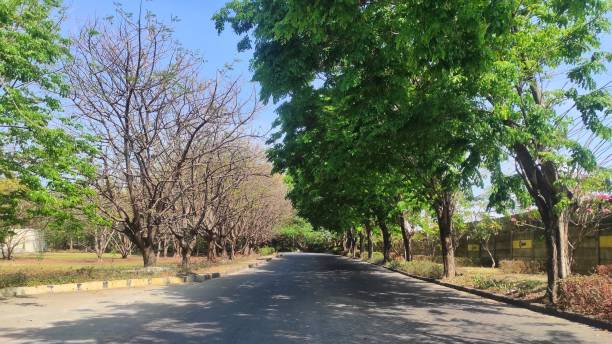 istock The paved road is bordered by leafy trees on one side and leafless trees on the other, capturing the beauty of nature’s seasonal cycle in a quiet setting. 2173825085