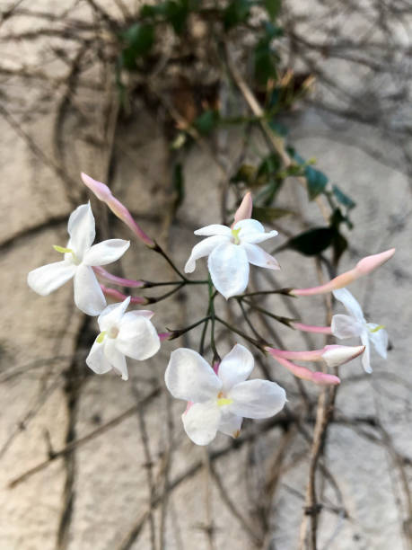 istock small scented flowers of a jasmine 2173825393