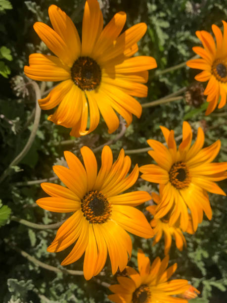 istock Showy orange flowers in the nursery. Dimorphotheca sinuata 2173825484