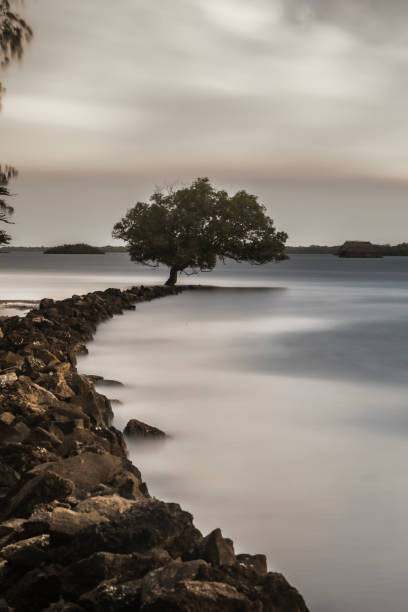 Lone tree growing at the edge of the water of an inlet near Lamu town and Shela on the Indian Ocean in the country of Kenya.  Image is a long exposure to smooth the water and clouds.