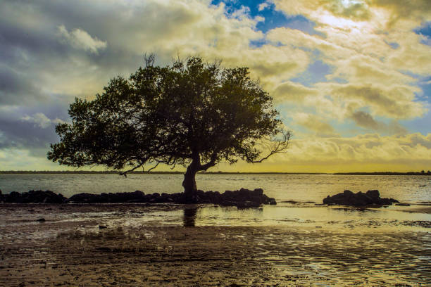 Tree growing in a tidal area at the beach near Lamu Town and Shela in the African country of Kenya.  The Indian Ocean is less than 2 miles away.  Photograph was taken shorty after sunrise.