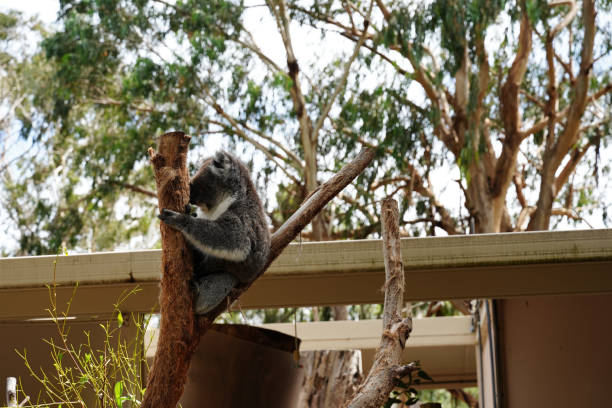 istock A cute koala relaxing on a tree in Australia 2173826279