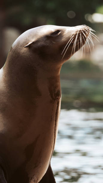 istock Sea Lion putting on a show 2173830545