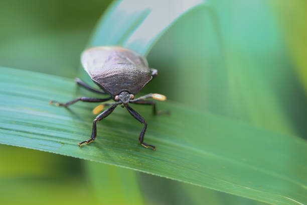 A photograph of a metallic shield bug (Coridius chinensis) perched on a vibrant green leaf. The insect's shiny, iridescent exoskeleton and intricate compound eyes are captured in stunning detail.