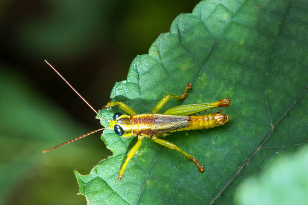 istock Vibrant Green Grasshopper Nymph with Large Eyes. 2173831635