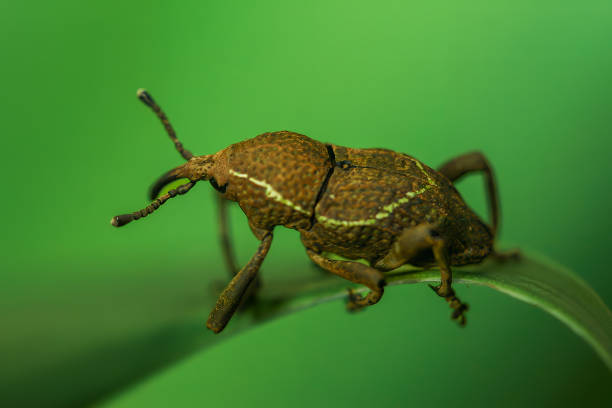 istock Formosan Striped Weevil on Green Leaf. 2173831684