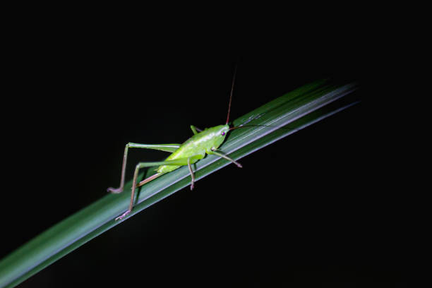 A colorful katydid nymph on a white inflorescence