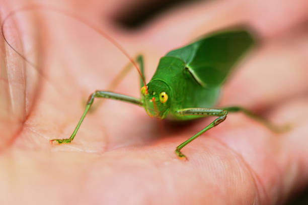 Grasshopper species Locusta migratoria