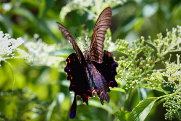 A stunning Chinese Peacock Butterfly (Papilio bianor) perched gracefully on delicate white blossoms. Its iridescent blue-black wings and vibrant red markings create a captivating. Taiwan.
