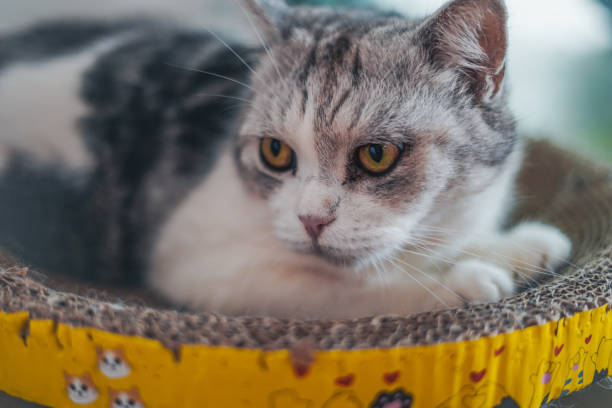 istock The cat is sleeping in a paper bed. 2173832202