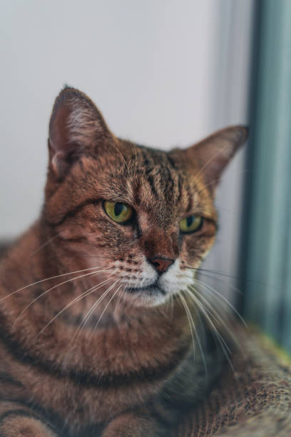 istock Close-up Face Cat sits by the window. 2173832410