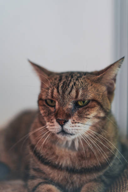 istock Close-up Face Cat sits by the window. 2173832425