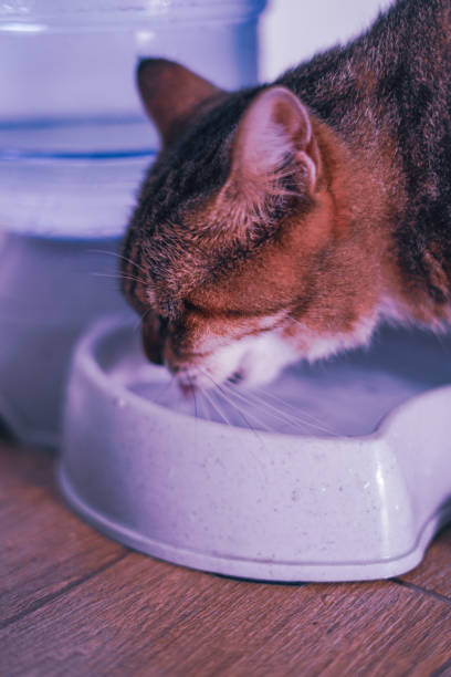 istock Close-up Face Cat is drinking water. 2173832492
