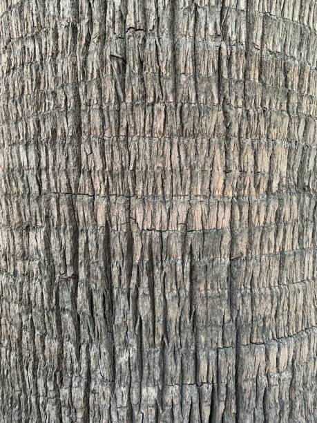 istock Close-up of rough palm bark texture 2173832605