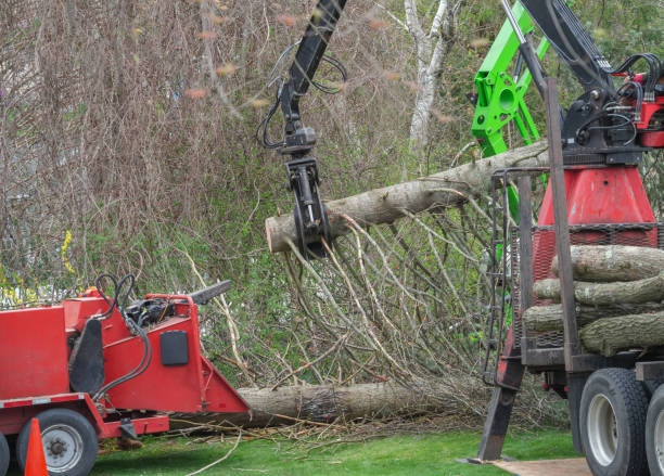istock removed tree trunk by crane in residential area 2173832793
