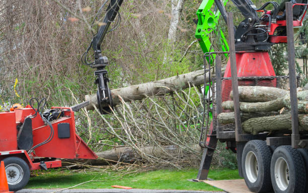 istock removed tree trunk by crane in residential area 2173832794