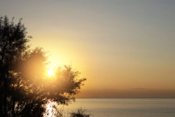 Bright sunrise peeking through tree branches on the coast, casting a golden glow over the calm waters and peaceful shoreline.