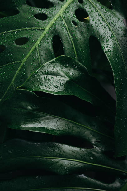 istock Close up fresh green monstera leaves in dark background 2173840062