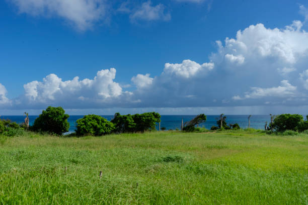 istock The coral reefs of Amami 2173843470