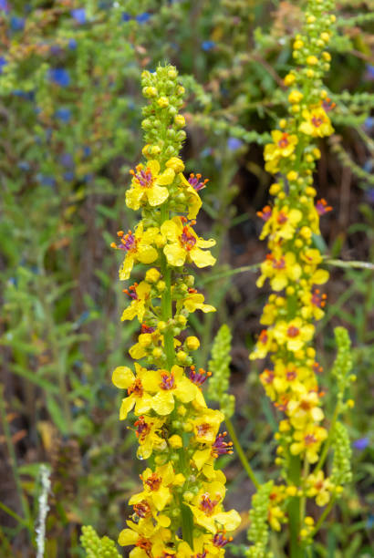 istock Verbascum nigrum, Emsland, Lower Saxony, Germany. 2173843743