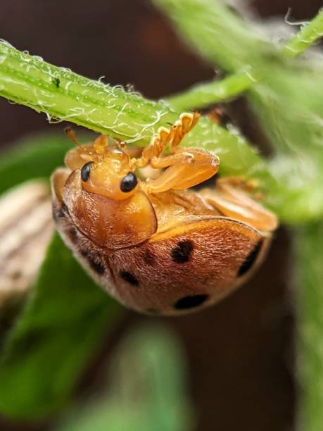 istock A ladybird on a tree branch in the garden 2173844692