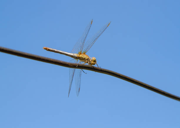 A dragonfly sits on a wire against a blue sky. A close-up of a dragonfly insect.