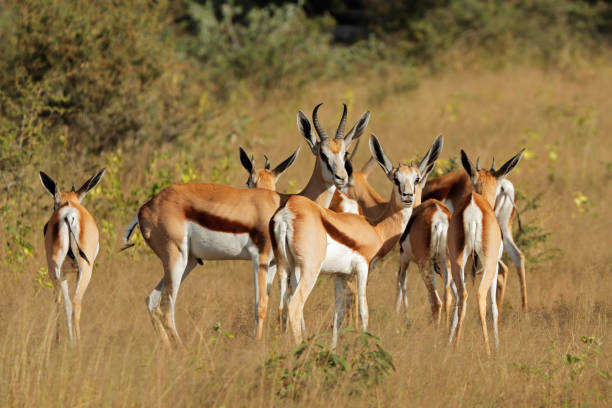 Springbok antelopes (Antidorcas marsupialis) in natural habitat, Namibia