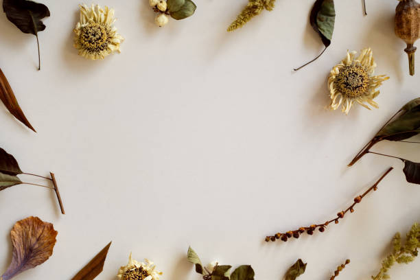istock Withered plants photo mockup. 2173847139