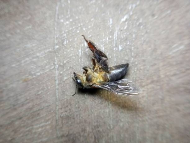 istock dead honeybees on the floor 2173849807