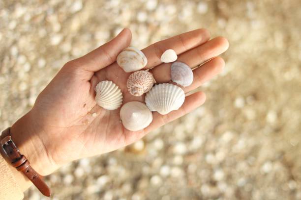 istock a person holding several shells in their hand. 2173850034