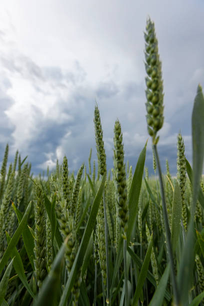 istock a field with unripe wheat before a thunderstorm 2173850723