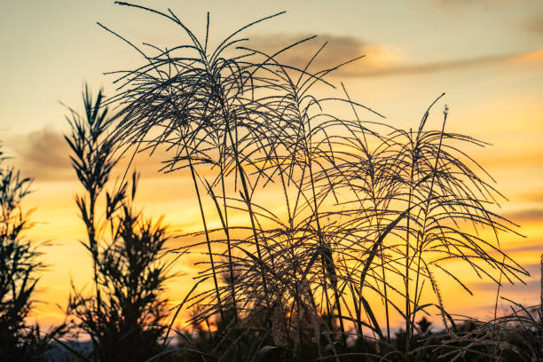 istock Amami Oshima bathed in morning light 2173851135