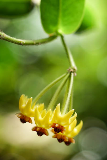 istock Deep yellow or hoya tree flowers bouquet star red pollen shape flower. 2173851244