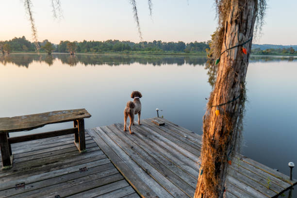 istock A Golden Doodle Dog on a Lake Dock at Sunrise. 2173851885