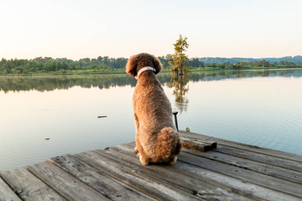 istock Golden Doodle Dog on a Lake Dock 2173852235