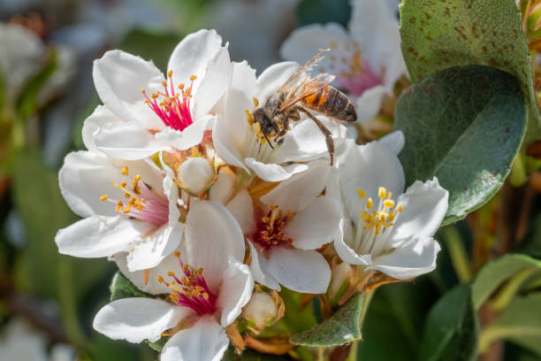Bee on an Indian Hawthorn Flower A bee collecting pollen on an Indian Hawthorn Flower (Rhaphiolepis indica) in Perth, Western Australia. indian hawthorn stock pictures, royalty-free photos & images