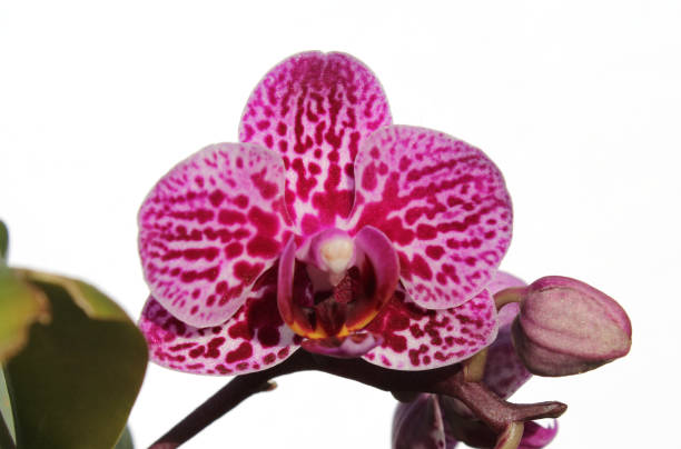 istock Pink Vanda Orchid flower against a white background 2173852505