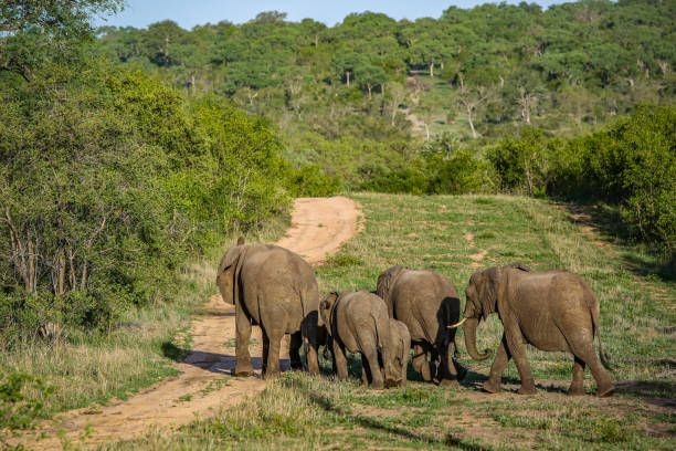 istock Herd of Elephants in Kruger National Park 2173853221