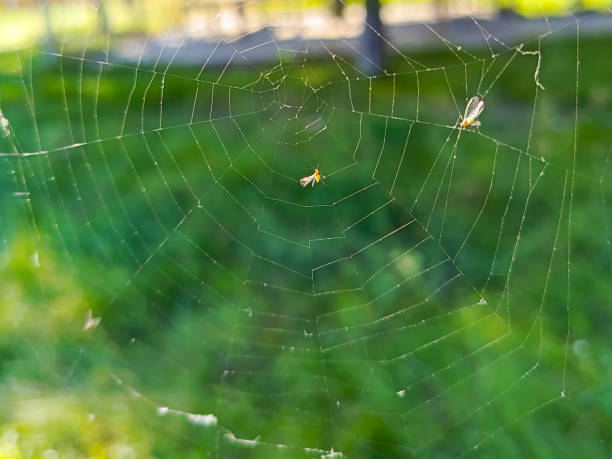 istock Spide web close-up. Midges entangled in spider web. Many spider webs during Indian summer. Warm sunny weather. Indian summer. Food chain. 2173853431