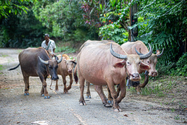 Buffalo raised in the traditional way in Thailand