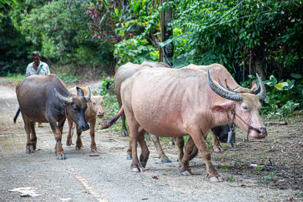 istock Buffalo raised in the traditional way in Thailand 2173854879