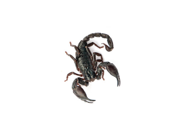 Black scorpion, Giant scorpion, Laotian Giant Scorpion, Heterometrus laoticus, Giant scorpion on white background, Dangerous insect