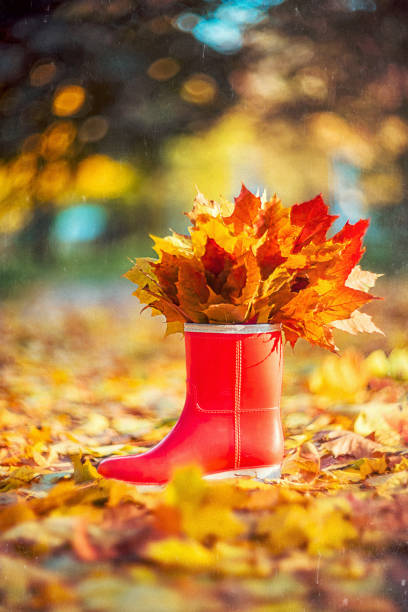 Rubber boot with colorful maple leaves in autumn park. Autumn still life.