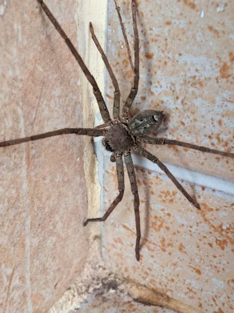 istock Defocused view of a spider on the wall 2173859408