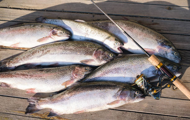 istock spinning rod and caught trout lie on a wooden table 2173860496