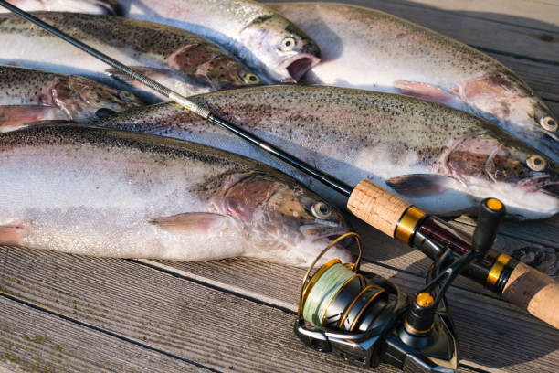 istock spinning rod and caught trout lie on a wooden table 2173860498