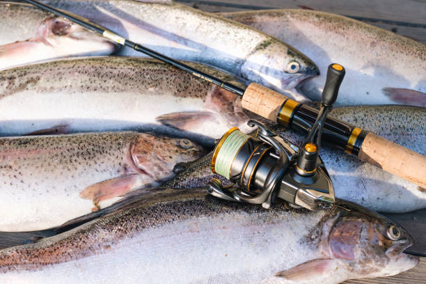 spinning rod with reel and caught trout lie on a wooden table