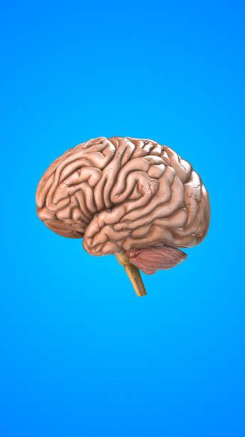 istock Human internal organ of Brain 2173862185