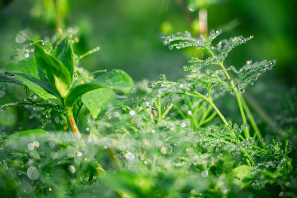 A captivating macro shot of fresh green grass covered in shimmering morning dew drops, bathed in soft sunlight. This image perfectly captures the serene freshness of early morning in nature, making it ideal for eco-friendly, wellness, or outdoor-themed projects. Its lush green tones and calming atmosphere bring a sense of tranquility and renewal, perfect for any design looking to evoke nature's peaceful moments.