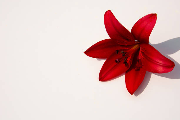 Background of beautiful flowers.